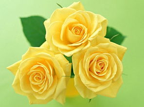 黄玫瑰之美：揭秘其独特魅力与深远象征