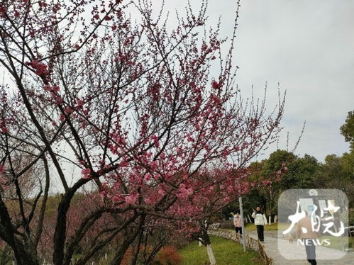合肥天鹅湖北岸，千株梅花待放