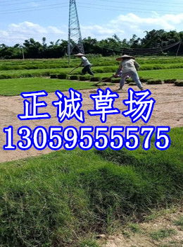 马尼拉草种植一个月后使用马尼拉芽前除草剂是否合适？