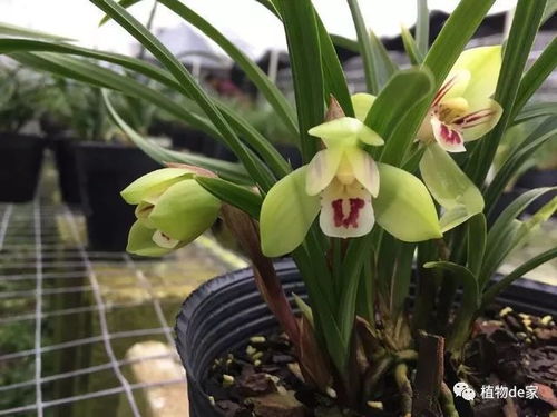 球兰花总是掉落？如何避免花苞脱落