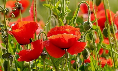 五月播种三剑客