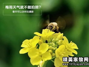 夏日公园花朵大集合