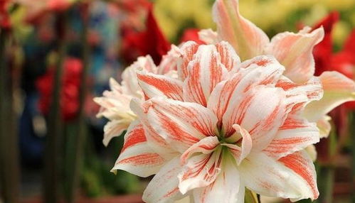 阳台种牡丹花行不行？老花匠教你这样养