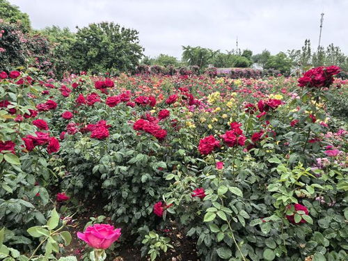 南阳月季花开，香气四溢全国