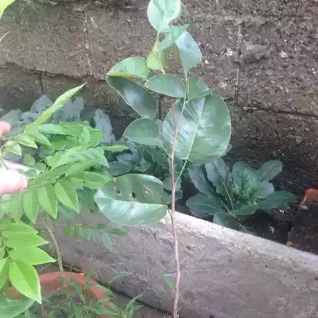 广东新会红木商会的打假经验