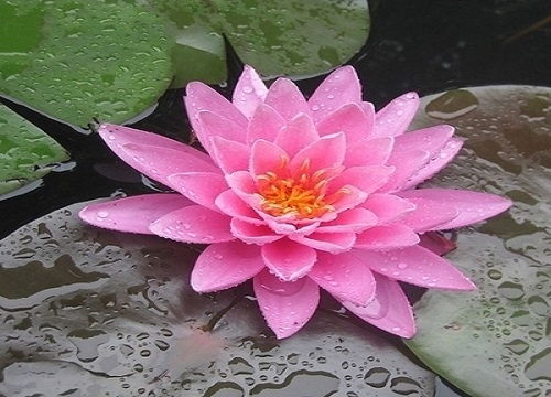 睡莲种子在什么月份种植最为适宜？最佳种植时间是什么时候