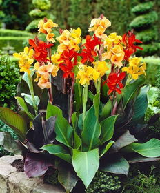 寻色之美：美人蕉的花色之谜