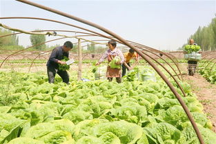 大白菜，那是新疆的菜！
