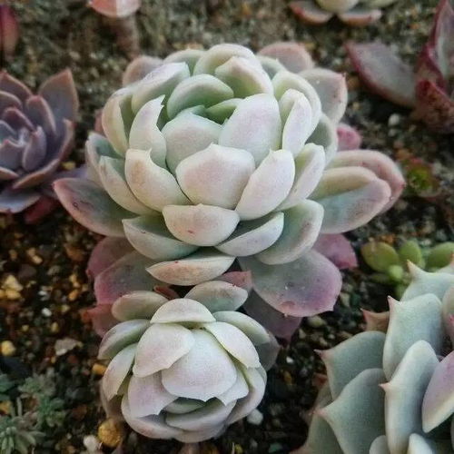 多肉植物的定义