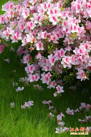 杜鹃花苗价格的神秘面纱