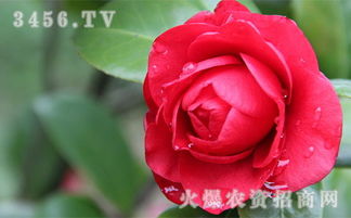 茶花的食用多样，但要适量