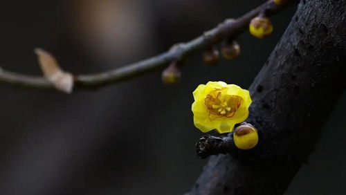 腊梅开花，结果之谜
