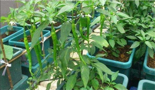 辣椒虫害防治， 根据害虫种类选药