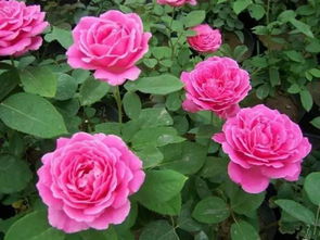 月季花：美味又养生的花中瑰宝