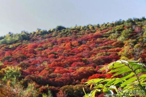 黄花藤的四大品种揭秘