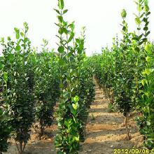 黄杨木树苗，了解一下