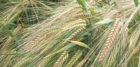 冷知识大放送：饲料厂也是种子源