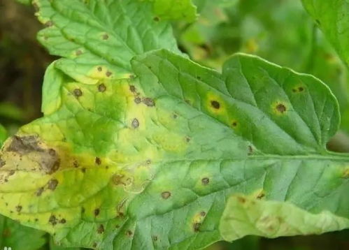 己唑醇中毒的解救方法