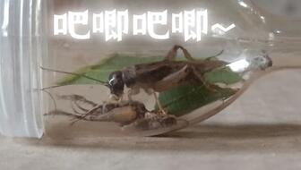 蛐蛐生存极限：不进食可存活时间及死亡预测