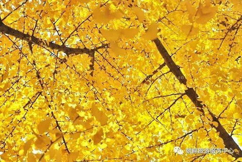 银杏观赏的蕞佳时机