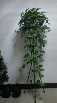 垂吊生长， 绿萝的藤蔓舞