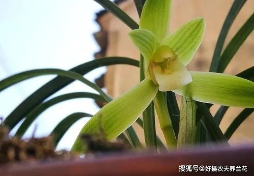 野生兰花繁殖方式是什么？自然杂交还是人工培育