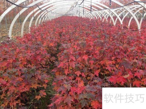 红继木如何修剪才能打造出美丽庭院的层次感