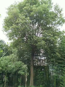 小苗移栽技术（1）：栽植时间