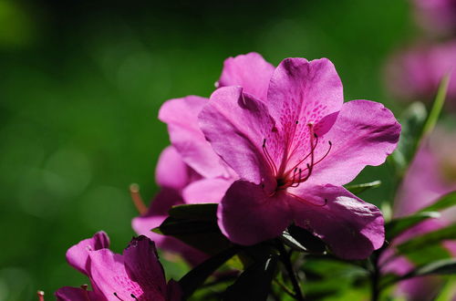 紫色杜鹃花的美与谜团