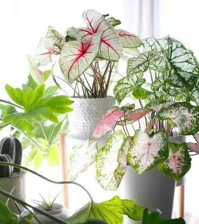 花卉栽培新手容易犯的五大误区，你中招了吗？