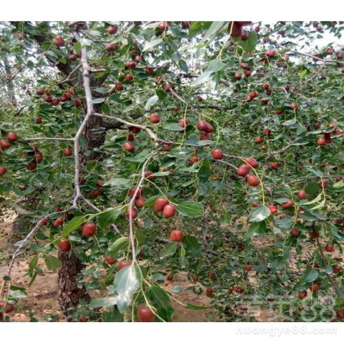 黑龙江省果树种植那些事儿