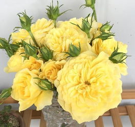 堪见没？选对品种等于成功一半