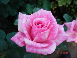 品种详解：月季花的九大绝世佳人