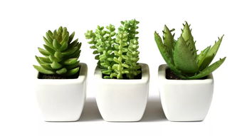 避免使用生肥，小心烧根哦！