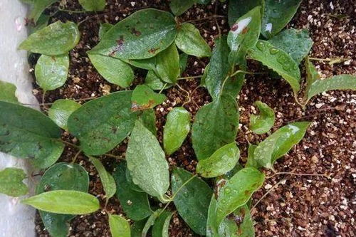 剪苗时机，要讲究技巧