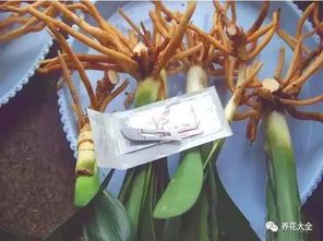 高锰酸钾：兰花根部的守护神