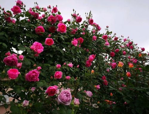 大游行月季：浪漫中的豪放