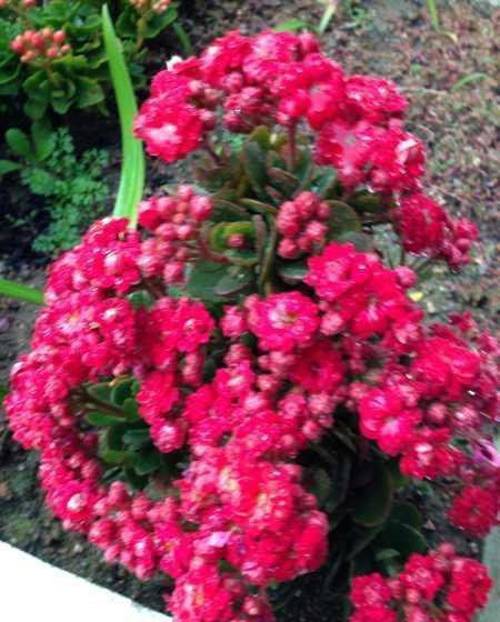 金鱼草如何种植和管理？有哪些养护小妙招能让金鱼草生长得更加旺盛