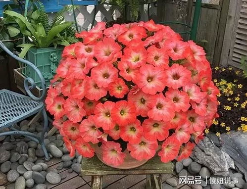 重瓣矮牵牛：多年生花卉，绽放多年美景