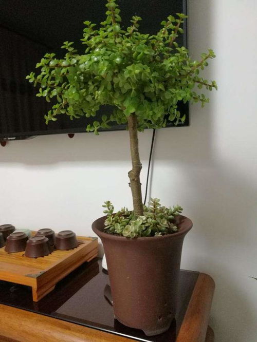 玫瑰种植，浇水频率是多久一次