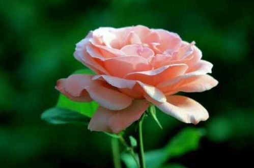 春天里都有哪些代表性的花卉呢？