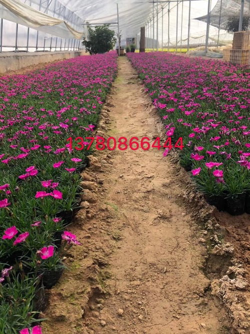欧石竹种植技巧分享