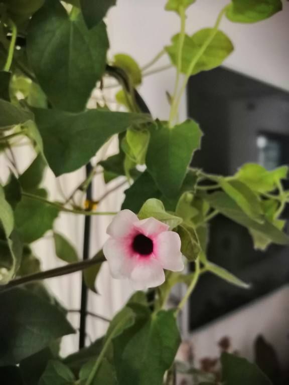 黑眼苏珊开花后如何处理才能让它绽放更美
