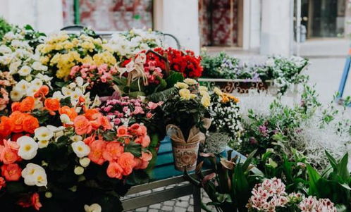 小区新手如何免费蹭好养活的花苗，避免养护雷区这个？