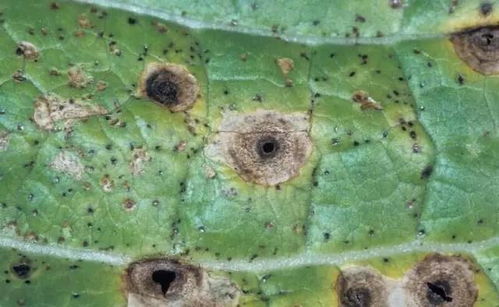 药剂治疗，注意用量