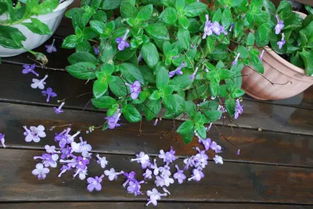 丰宁花草12天不发芽，是低温种子休眠还是积水导致，自救指南有哪些？