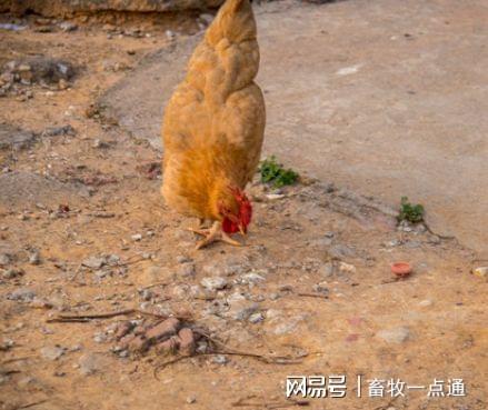 玉米秸秆颗粒饲料配方中，如何科学添加微量元素以提高营养价值？