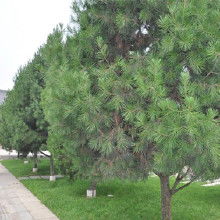 一、 白皮松苗木简介