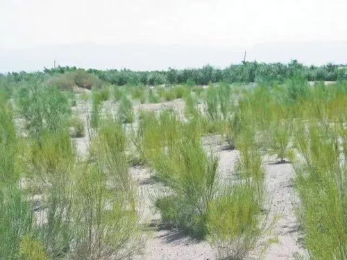 梭梭树与沙柳，防风固沙哪家强