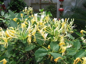 金银花：南方叫山银花， 种植简单收益高